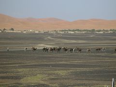 Merzouga: cammelli