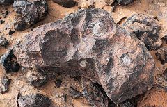 Merzouga: fossili