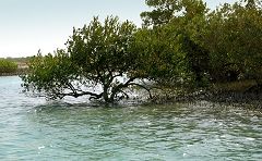 Qeshm: foresta di mangrovie