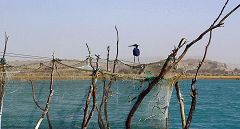 Qeshm: foresta di mangrovie