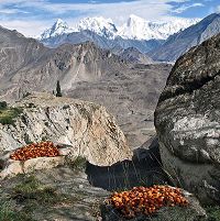 Rakaposhi