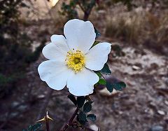 Rosa laevigata