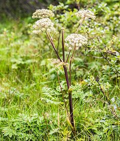 Angelica archangelica