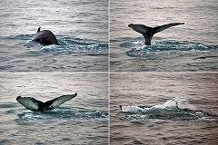 Húsavik: in cerca di balene