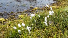 Eriophorum scheuchzeri