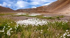 Eriophorum scheuchzeri