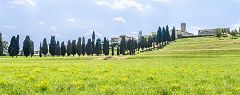 Inverigo: viale dei cipressi