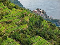 Manarola: terrazzamenti