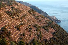 Manarola: terrazzamenti