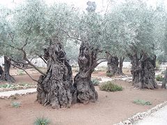 Orto dei Getsemani