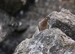 Baia di Darwin: colomba