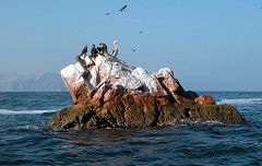 Isole Ballestas: gabbiani e pellicano