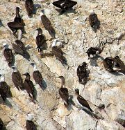 Isole Ballestas: sula