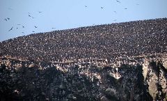 Isole Ballestas: uccelli