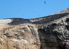 Isole Ballestas: uccelli