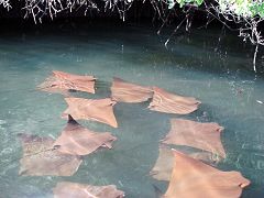 Black Turtle Cove (Santa Cruz)