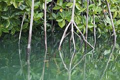 Black Turtle Cove: mangrovie