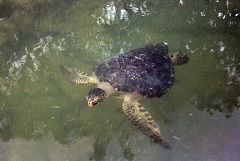 Black Turtle Cove: tartaruga