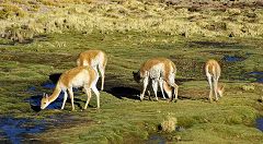 El Tatio: vigogne