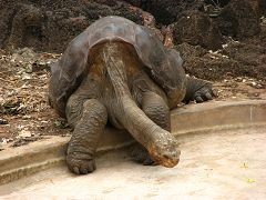 Lonesome George