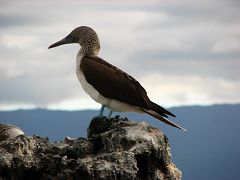 Blue Footed Booby