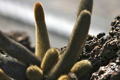 Bartolomé: lava cactus