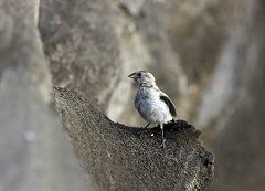 Cabo Nepaen: fringuelli