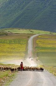 Maras