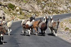 On The Road verso Chivay: lama