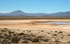 Pampa Cañahuas: vicuñas con vista sul vulcano Chachani