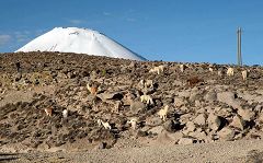 Parinacota