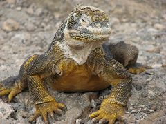 Un Iguana di terra a South Plaza